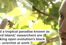 After gathering data on the captured anole, the team releases it back to the wild. Neil Losin/Day's Edge Prods.